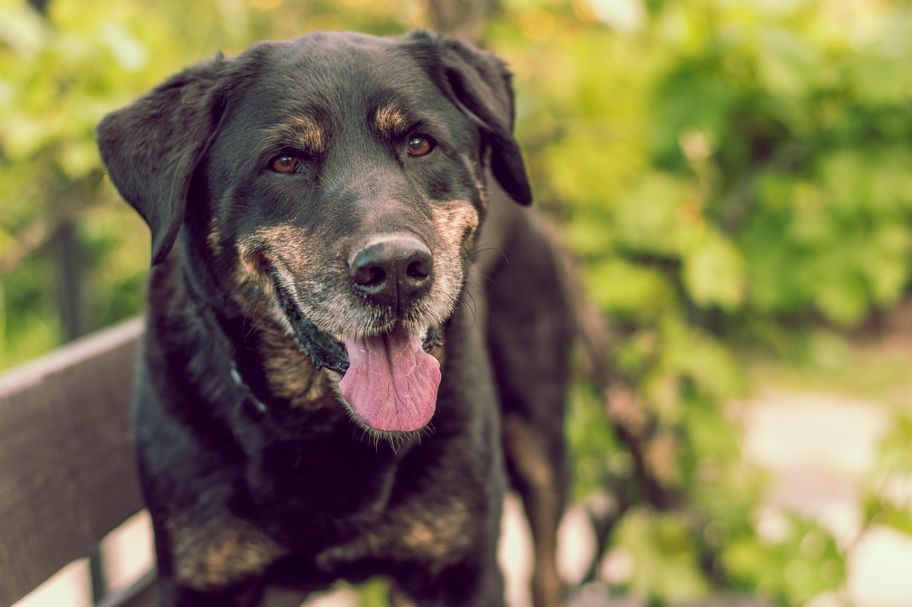entdecken sie haustierfreundliche unterkünfte und aktivitäten! unsere pet-friendly angebote machen ihren urlaub mit haustier entspannt und unvergesslich. jetzt haustier willkommen heißen!