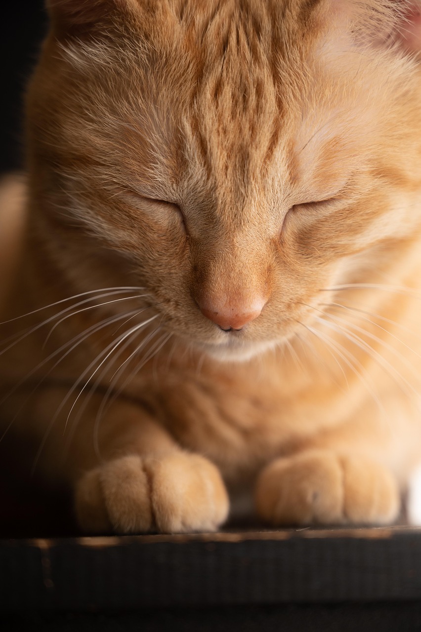 finden sie den perfekten tierischen begleiter! unser pet matchmaking-service hilft ihnen, das ideale haustier entsprechend ihrem lebensstil und ihren bedürfnissen auszuwählen. entdecken sie jetzt ihr neues familienmitglied.