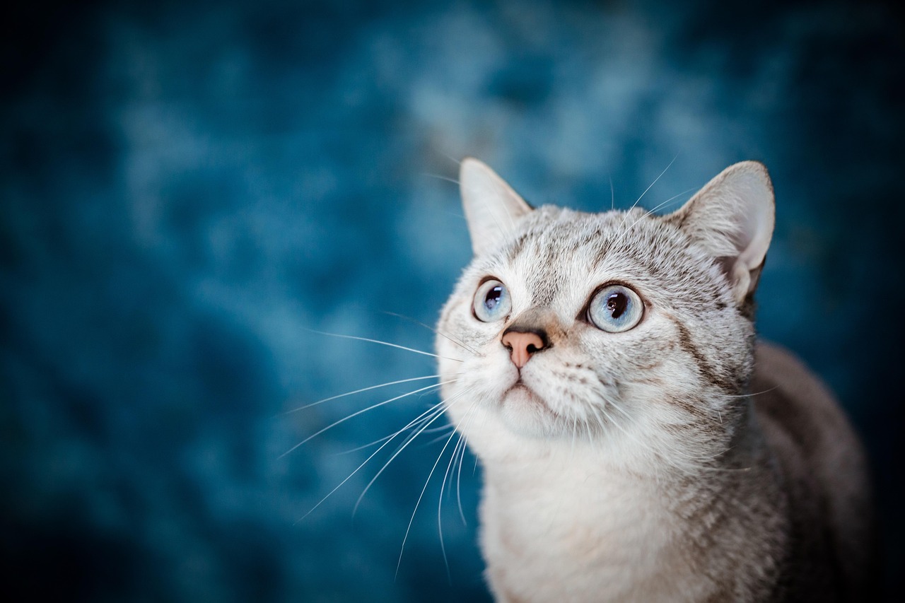 finden sie den perfekten gefährten für ihr haustier! unsere pet matchmaking plattform hilft ihnen, das ideale haustier basierend auf ihren bedürfnissen und lebensstil zu entdecken. jetzt passende haustiere kennenlernen!